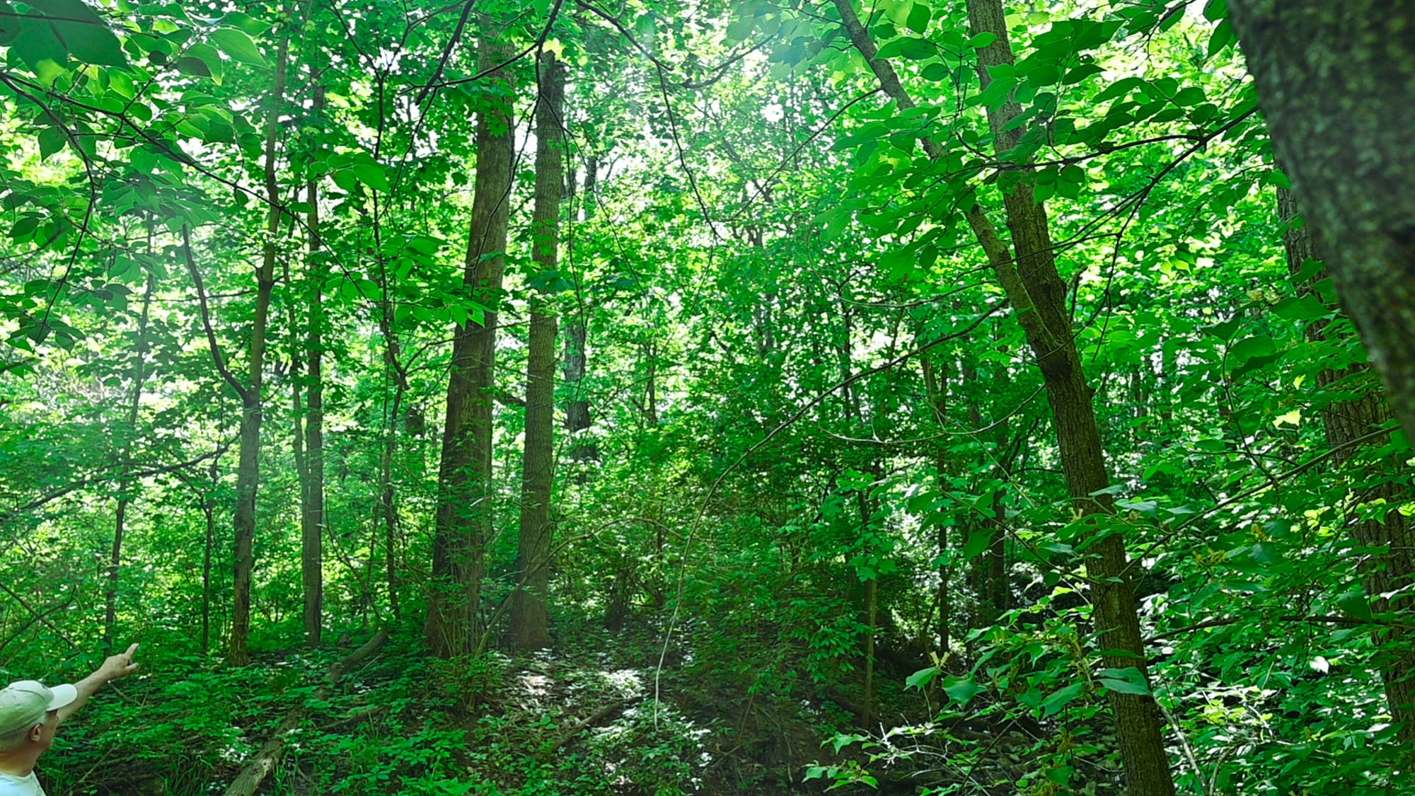 Forests For All Project
