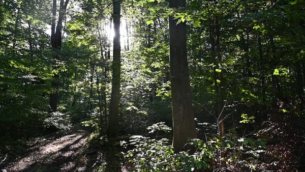 Urgent: Take Action Now to Contact Mayor Hogsett and Your Indy City Councilor about 2026 Forest Funding.