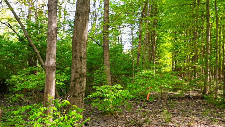 Despite Growing Pains, a Good Night for Indianapolis' Urban Forests.
