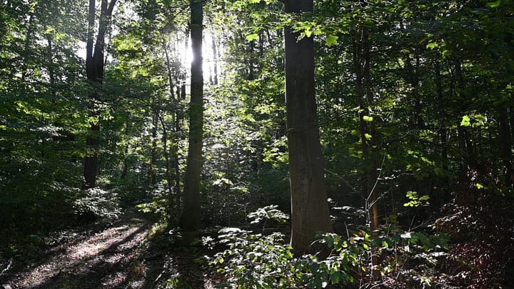 Urgent: Take Action Now to Contact Mayor Hogsett and Your Indy City Councilor about 2026 Forest Funding.